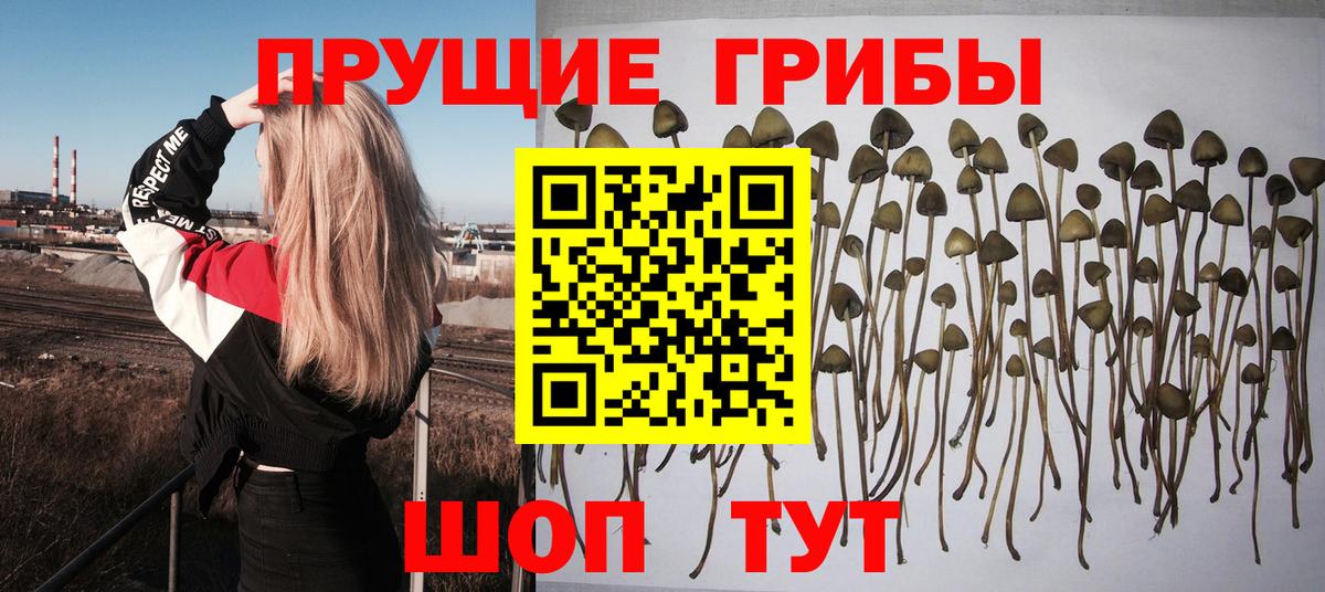 Псилоцибиновые грибы Cubensis  Вход с VPN  Екатеринбург 